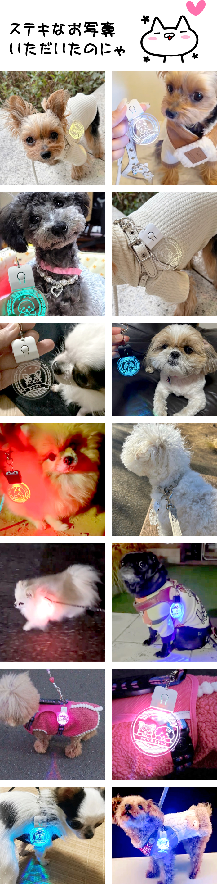 いただいた写真